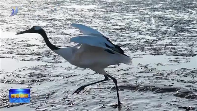 “鹤”喜新年！丹顶鹤现身南海