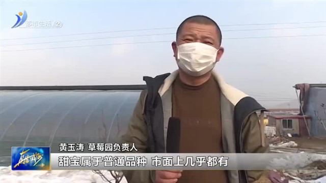 大棚草莓冬日“红”丰收忙