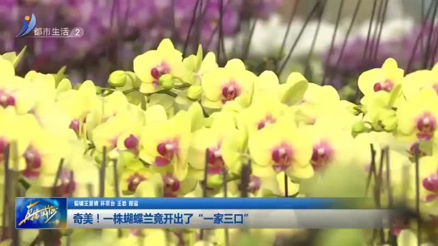 奇美！一株蝴蝶兰竟开出了“一家三口”