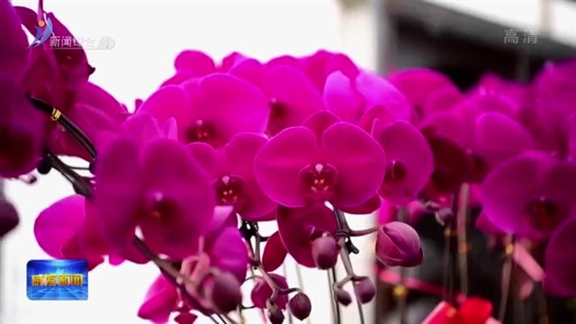 文登：10万株蝴蝶兰俏销春节市场