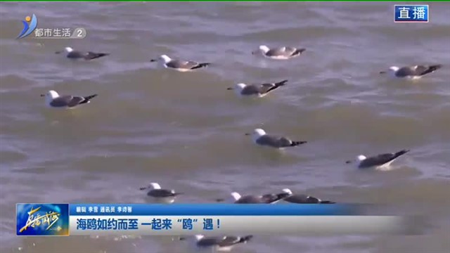 海鸥如约而至 一起来“鸥”遇！