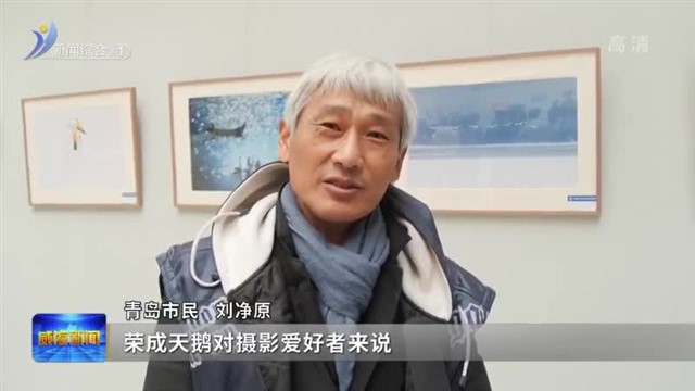 荣成“好运角大天鹅摄影展”在青岛巡展