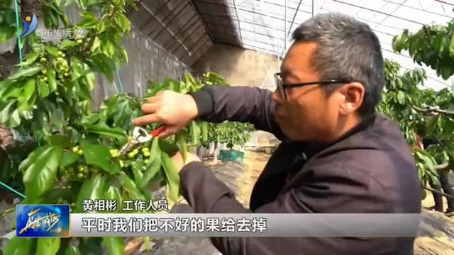 党支部领办合作社 铺就农业致富路