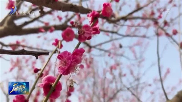 趁着花期，相约“梅”好！
