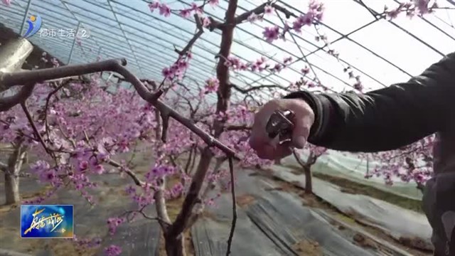 西谭家口村：大棚桃花满枝头 山村新业势头足