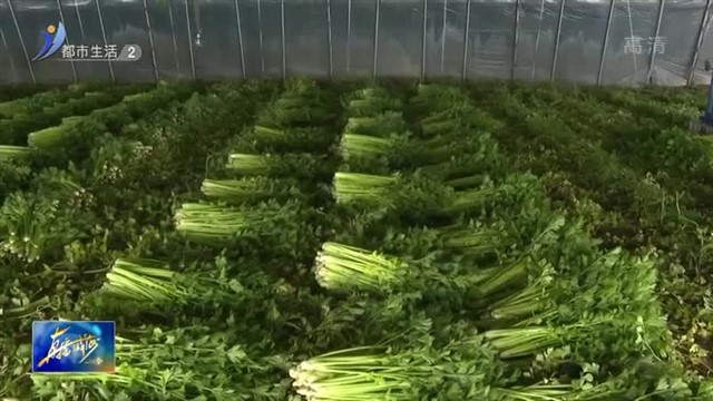 12亩滞销芹菜有销路了