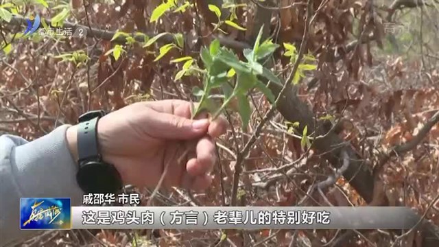 春食野菜正当时 一起来山野田间发现美味吧！