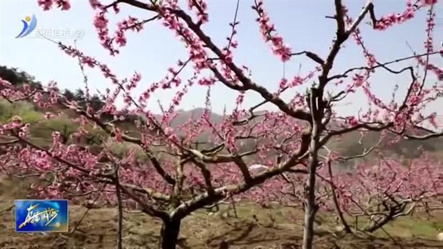 满园春色关不住 桃花梨花竞相开