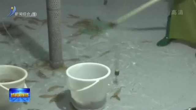 南海新区增殖放流60万尾鱼苗