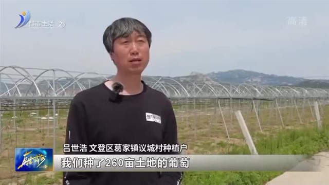 文登区葛家镇：擦亮“果品之乡”金字招牌