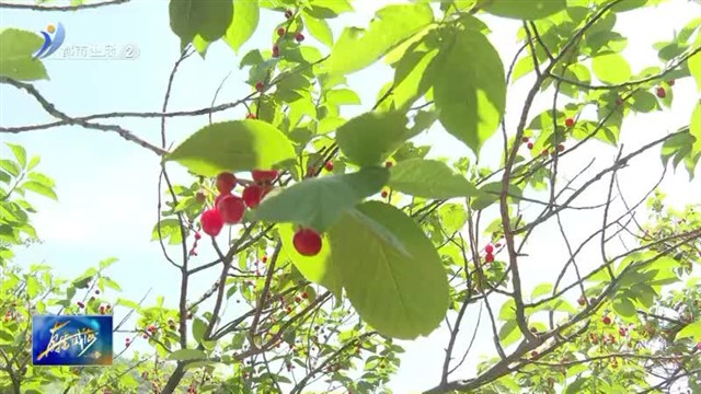 残健牵手樱桃园 共赴甜蜜之约