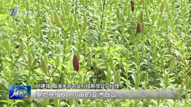 文登区文登营镇百亩百合含苞欲放