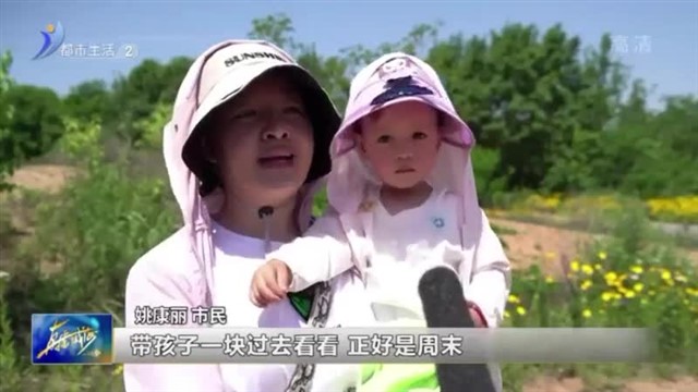 泽头镇：满目金黄醉初夏 金鸡菊花海等你来