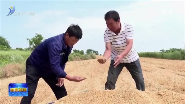 麦收开镰忙 满地铺金黄