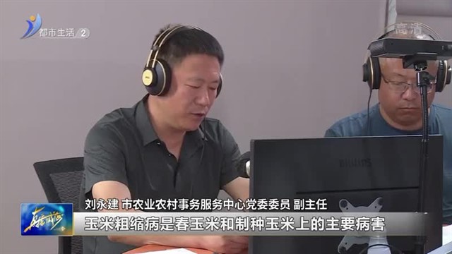 种植玉米 谨防玉米粗缩病