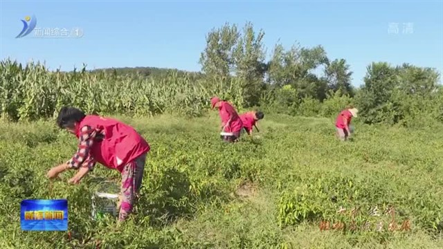 临港区：描绘乡村振兴新画卷