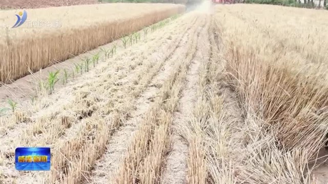 小麦喜开镰 农民迎丰收