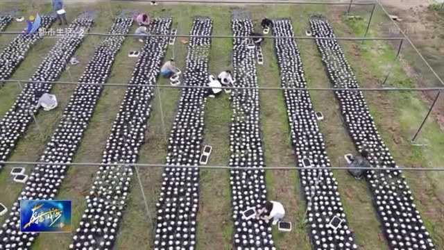 乳山市海阳所镇李家村：党支部领办合作社 走出乡村振兴致富路