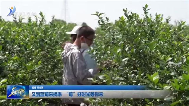 又到蓝莓采摘季 “莓”好时光等你来