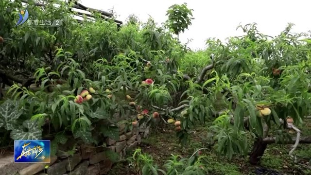 蟠桃成熟季 采摘正当时