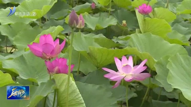 荷花开啦！快到羊亭河湿地公园赏花去