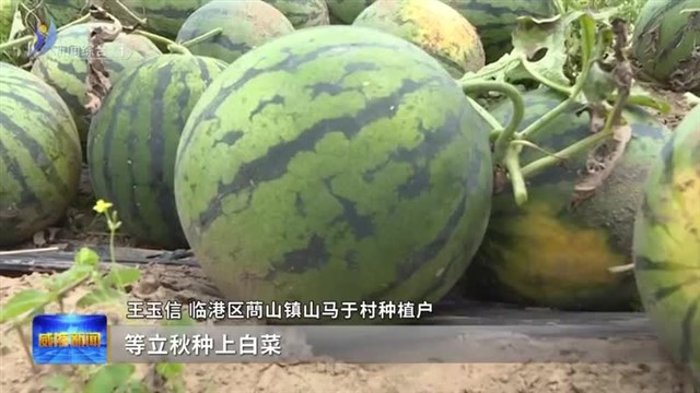 党建赋能 西瓜产业铺就乡村振兴“甜蜜”路【威海广电讯】