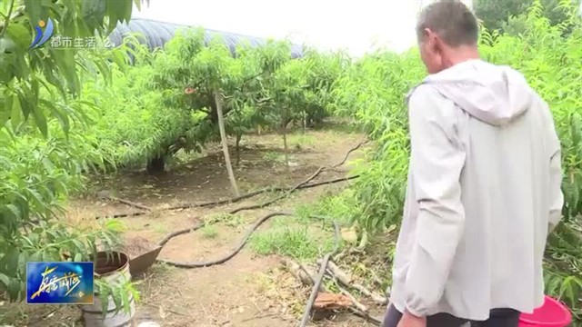 里口山“大个头”扁桃 你吃过了吗？【威海广电讯】