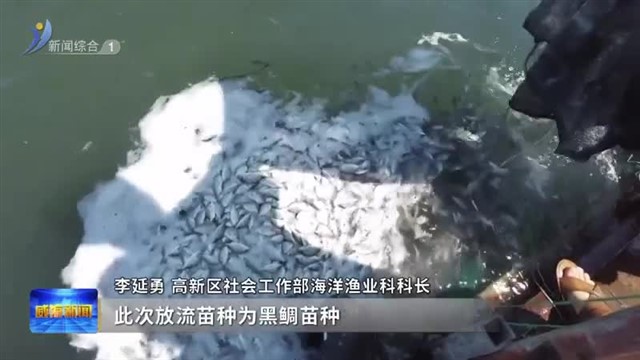 高新区增殖放流鱼苗15万尾 【威海广电讯】