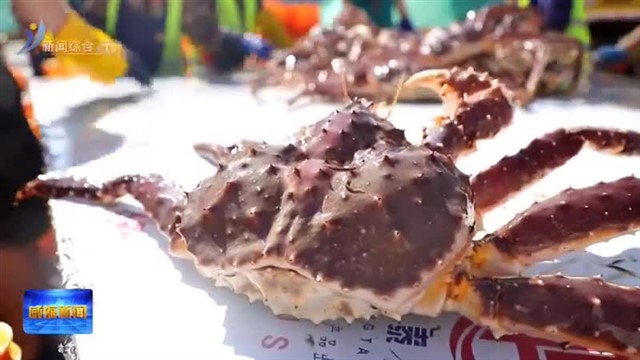 俄罗斯帝王蟹来了！山东港口威海港迎来今年首单进口活体水生海鲜业务【威海广电讯】