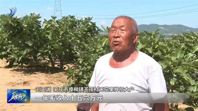 荣成市埠柳镇：发展无花果产业 助力乡村振兴 【威海广电讯】
