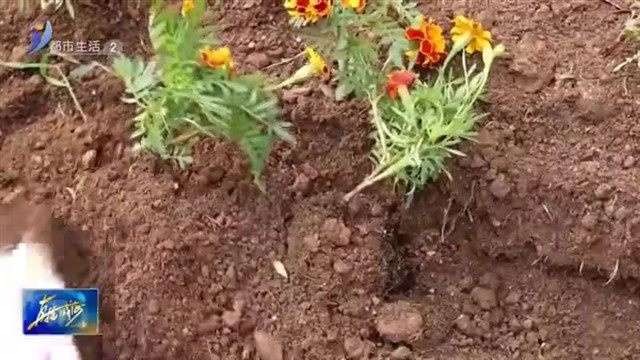 美了美！30万余株草花扮靓秋日城区【威海广电讯】