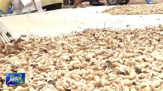 秋收晒粮 晒出丰收景【威海广电讯】