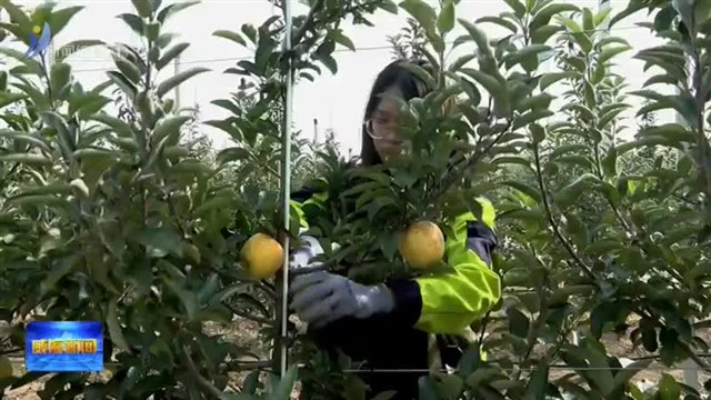 在希望的田野 话美好丰收【威海广电讯】