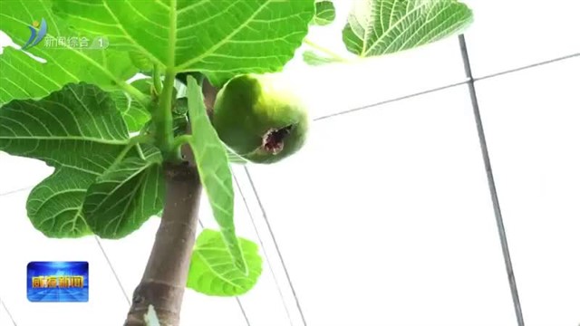 家家悦：让“果园”直通“果篮”【威海广电讯】