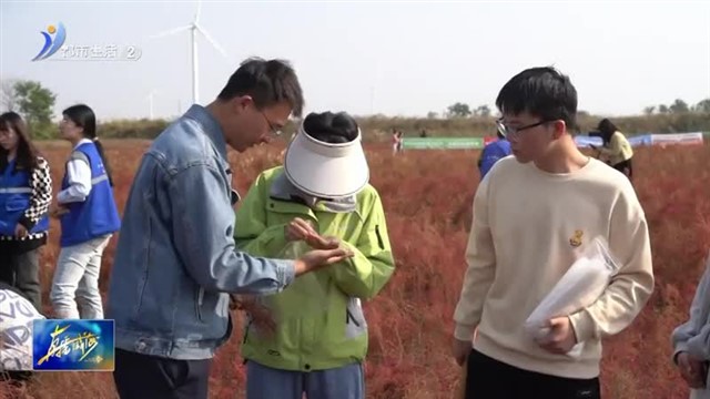 30亩盐地碱蓬迎来收获季【威海广电讯】