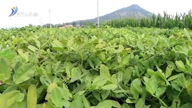 米山镇：科学管理做后盾 花生高产无悬念