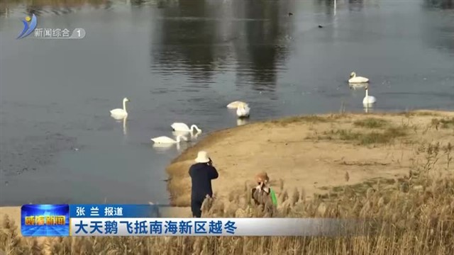 大天鹅飞抵南海新区越冬【威海广电讯】