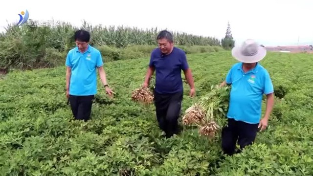 米山镇：科学管理做后盾 花生高产无悬念