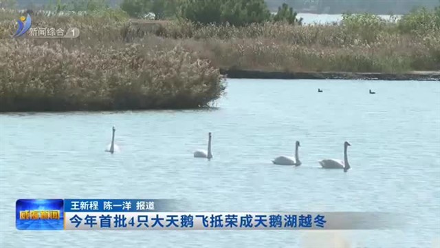 今年首批4只大天鹅飞抵荣成天鹅湖越冬【威海广电讯】