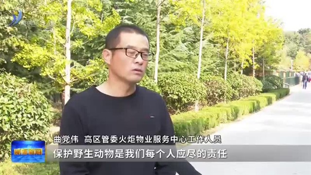 走失15天 “出逃”黑天鹅安全返家【威海广电讯】