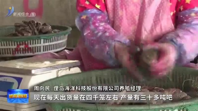 鲍鱼迎来丰收季 “小特产”升级“大产业”【威海广电讯】