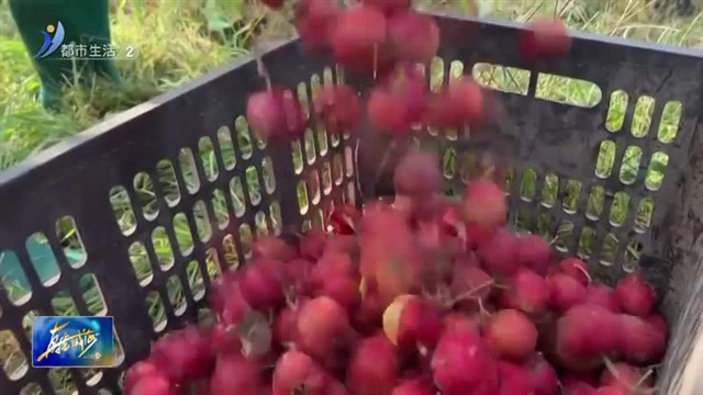 山楂大丰收 挂满枝头别样红【威海广电讯】