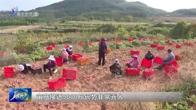 百亩烟薯大丰收 土里生出“金疙瘩”【威海广电讯】