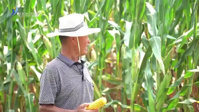 高村镇：逆境玉米稳拿高产 良种好肥“黄金搭档”