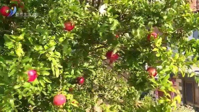 石榴丰收 挂满枝头映红秋【威海广电讯】