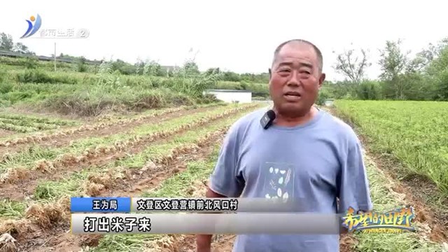 文登营：花生亩产超千斤 套餐还数“千斤果”
