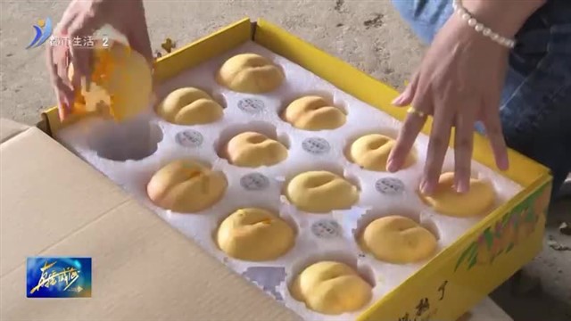 村村有好戏 黄桃树结出“增收果”【威海广电讯】