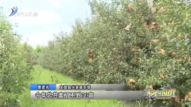 宋村：撂荒地变绿水青山 “门外汉”管优质果园