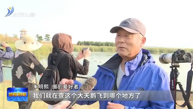 荣成天鹅湖迎来大规模天鹅迁徙潮【威海广电讯】