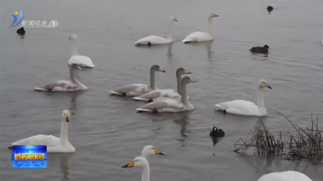 冬日天鹅湖 天鹅雪中起舞【威海广电讯】